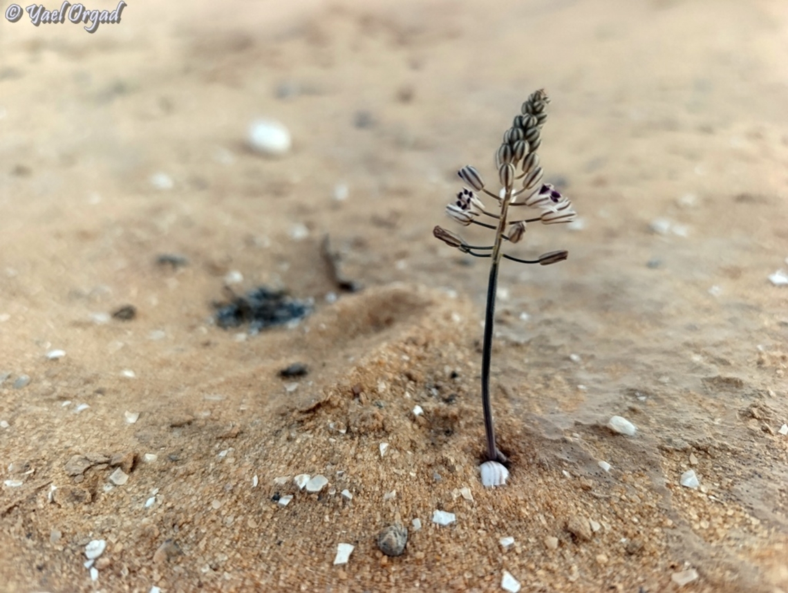 Prospero hanburyi  Fall,Geotagged,Israel,Prospero hanburyi