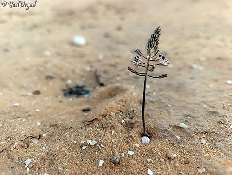 Prospero hanburyi  Fall,Geotagged,Israel,Prospero hanburyi