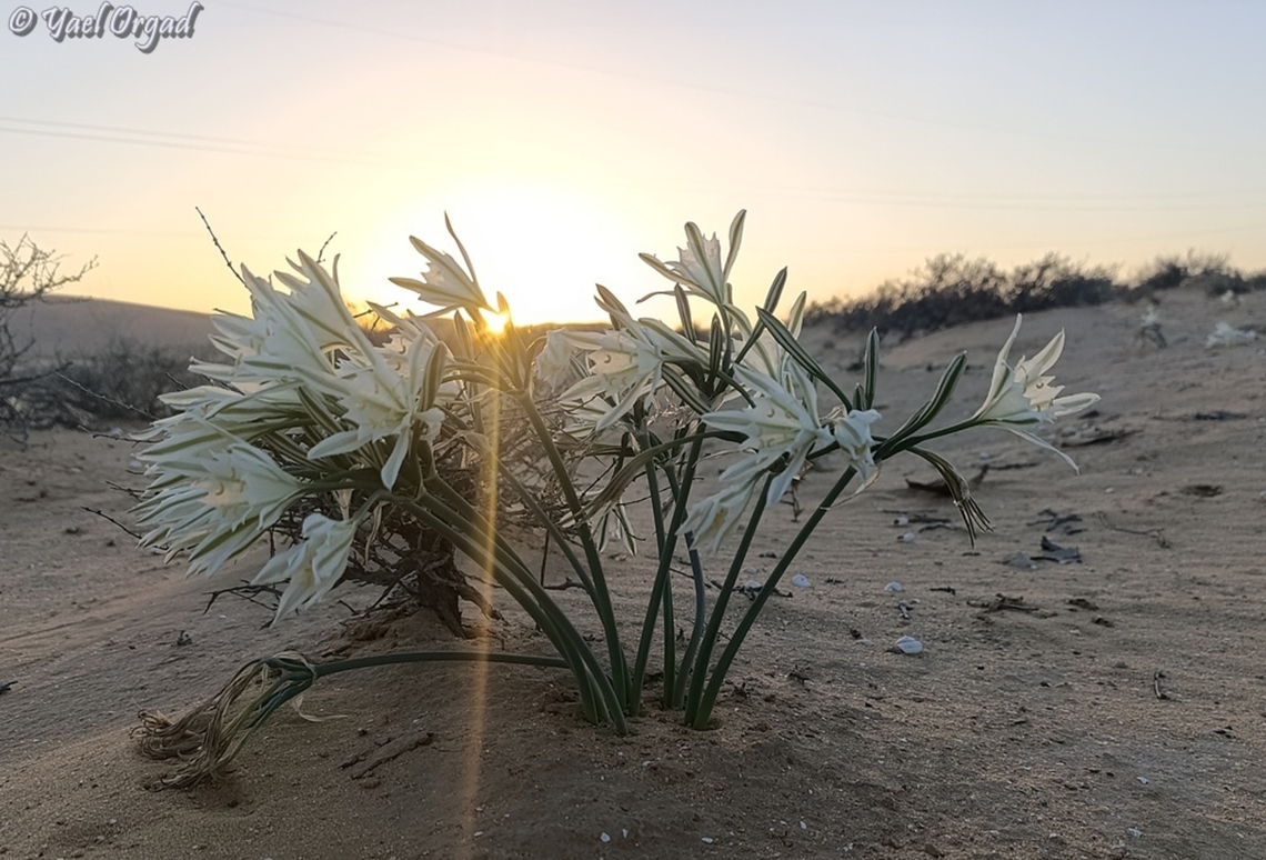 Pancratium sickenbergeri  Fall,Geotagged,Israel,Pancratium sickenbergeri,Rain flower
