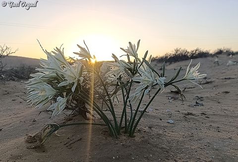 Pancratium sickenbergeri  Fall,Geotagged,Israel,Pancratium sickenbergeri,Rain flower
