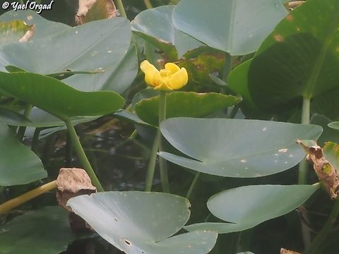 Nuphar lutea  Fall,Geotagged,Israel,Nuphar lutea,Yellow Water-Lily