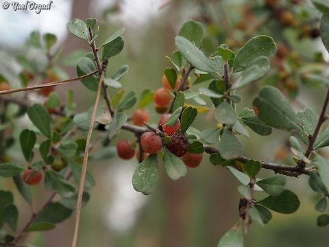 Rhamnus lycioides  Black Hawthorn,Fall,Geotagged,Israel,Rhamnus lycioides