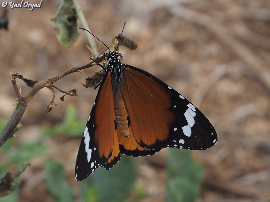 Danaus chrysippus  Danaus chrysippus,Fall,Geotagged,Israel,Plain Tiger  African Queen