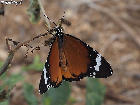Danaus chrysippus  Danaus chrysippus,Fall,Geotagged,Israel,Plain Tiger  African Queen
