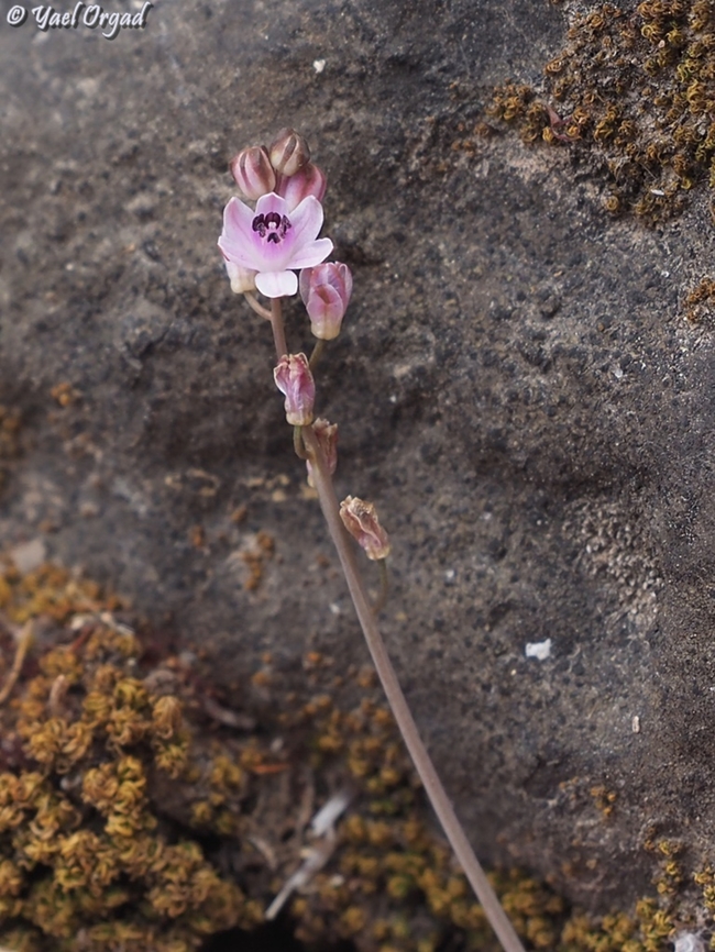Prospero autumnale my first one for this season...  Autumn Squill,Fall,Geotagged,Israel,Prospero autumnale