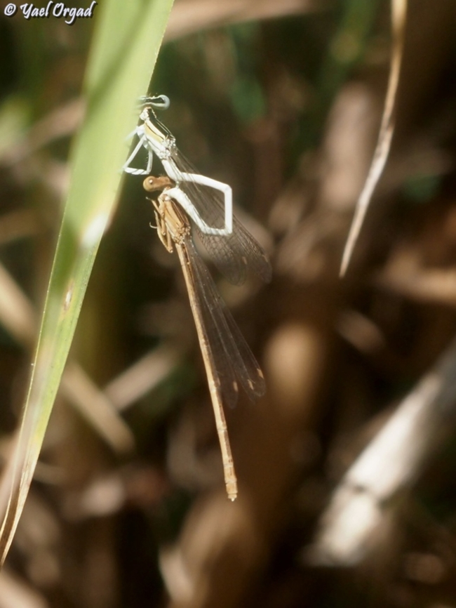 Platycnemis dealbata  Fall,Geotagged,Israel,Ivory Featherleg,Platycnemis dealbata