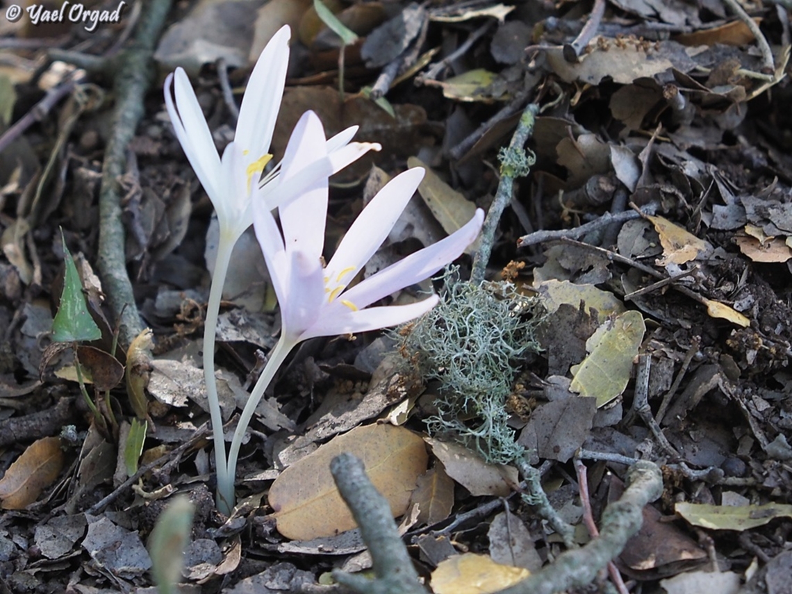 Colchicum troodi  Colchicum troodi,Fall,Geotagged,Israel