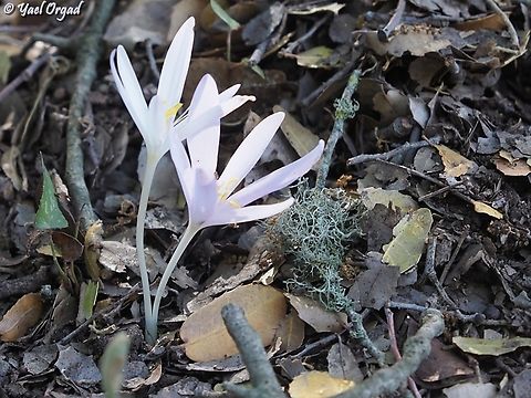 Colchicum troodi  Colchicum troodi,Fall,Geotagged,Israel
