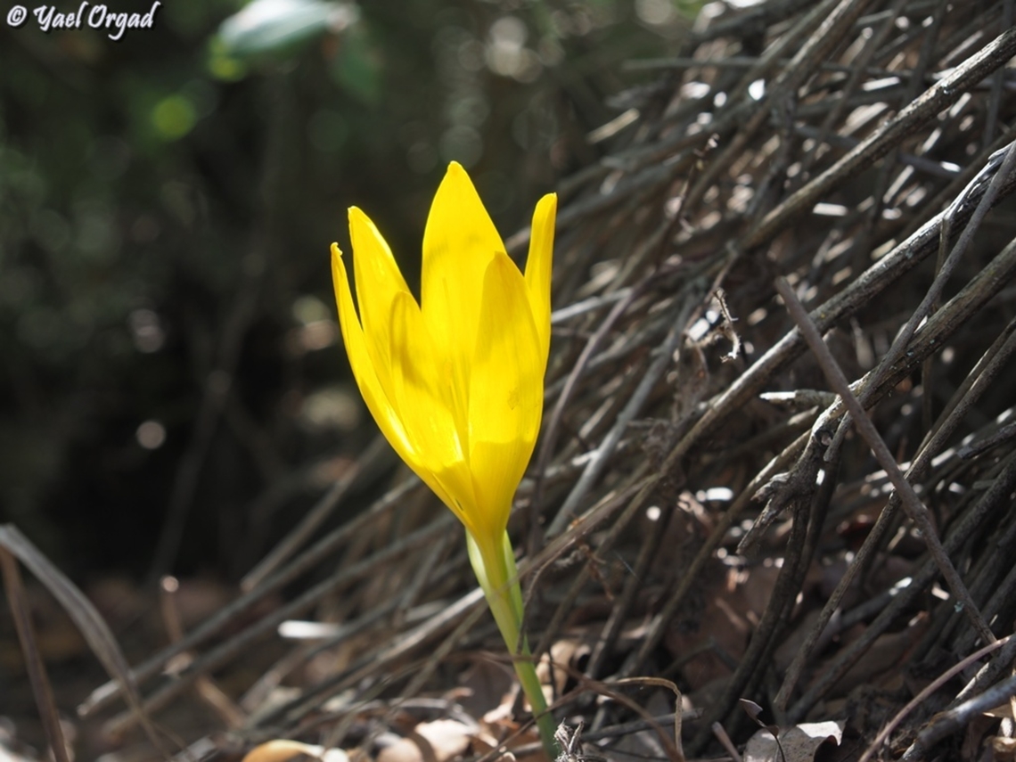 Sternbergia clusiana  Fall,Geotagged,Israel,Sternbergia clusiana