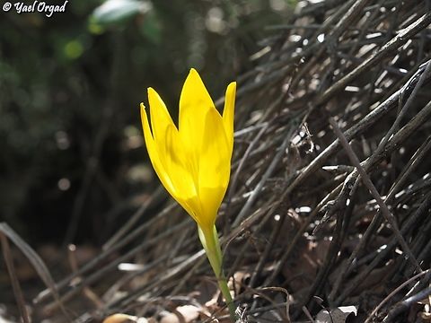 Sternbergia clusiana  Fall,Geotagged,Israel,Sternbergia clusiana