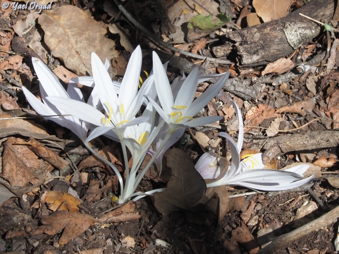 Colchicum troodi  Colchicum troodi,Fall,Geotagged,Israel