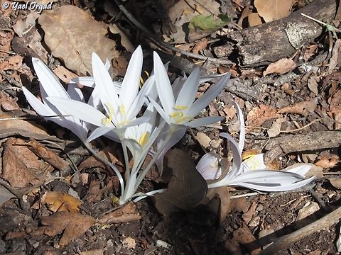 Colchicum troodi  Colchicum troodi,Fall,Geotagged,Israel