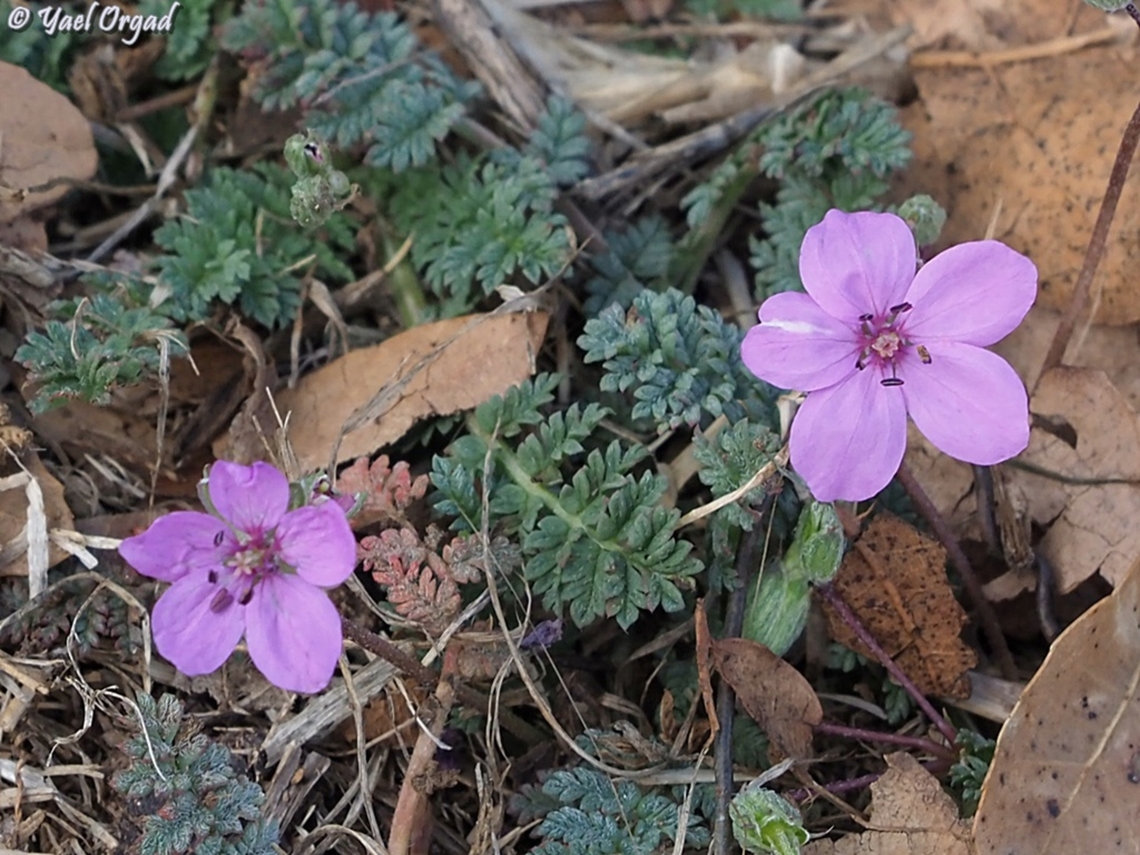 Erodium acaule  Erodium acaule,Fall,Geotagged,Israel,Stemless Stork's Bill