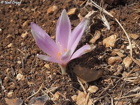 Colchicum hierosolymitanum  Colchicum hierosolymitanum,Fall,Geotagged,Israel