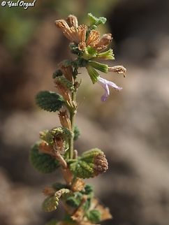 Ballota saxatilis  Ballota saxatilis,Fall,Geotagged,Israel