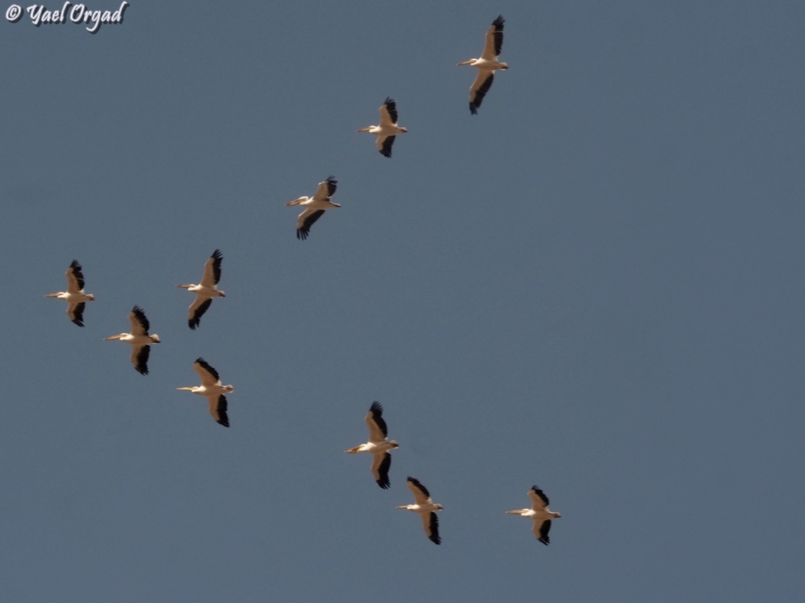 Pelecanus onocrotalus  Fall,Geotagged,Great white pelican,Israel,Pelecanus onocrotalus