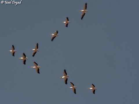 Pelecanus onocrotalus  Fall,Geotagged,Great white pelican,Israel,Pelecanus onocrotalus