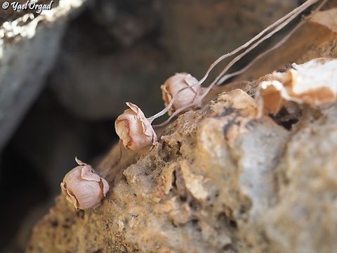 Cyclamen persicum - fruit last year's fruit after spreading the seeds Cyclamen persicum,Fall,Geotagged,Israel,Persian cyclamen