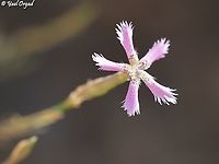 Dianthus pendulus rare and endangered autumn bloomer<br />
the whole plant: <br />
https://www.jungledragon.com/image/172357/dianthus_pendulus.html Dianthus pendulus,Fall,Geotagged,Israel