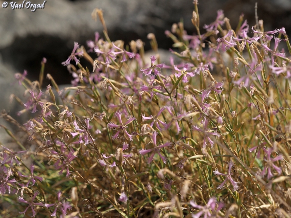 Dianthus pendulus rare and endangered autumn bloomer<br />
single flower:<br />
<figure class="photo"><a href="https://www.jungledragon.com/image/172356/dianthus_pendulus.html" title="Dianthus pendulus"><img src="https://s3.amazonaws.com/media.jungledragon.com/images/3519/172356_thumb.JPG?AWSAccessKeyId=05GMT0V3GWVNE7GGM1R2&Expires=1770854410&Signature=%2BbJeWzok3J%2Fm%2Fsm9l9n50rvW394%3D" width="200" height="150" alt="Dianthus pendulus rare and endangered autumn bloomer<br />
the whole plant: <br />
https://www.jungledragon.com/image/172357/dianthus_pendulus.html Dianthus pendulus,Fall,Geotagged,Israel" /></a></figure> Dianthus pendulus,Fall,Geotagged,Israel