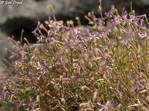 Dianthus pendulus rare and endangered autumn bloomer
single flower:
https://www.jungledragon.com/image/172356/dianthus_pendulus.html Dianthus pendulus,Fall,Geotagged,Israel