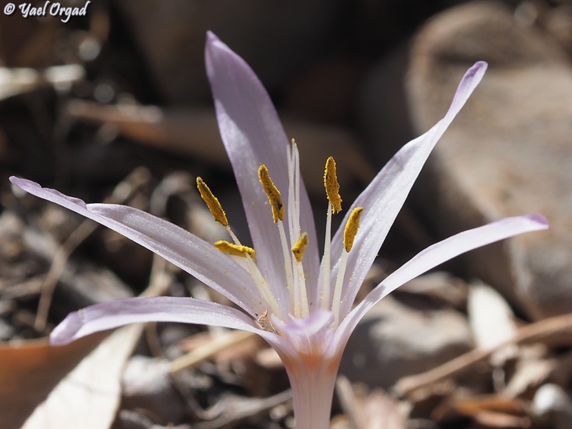 Colchicum antilibanoticum it has a sweet delicate scent Colchicum antilibanoticum,Israel,Mount Hermon