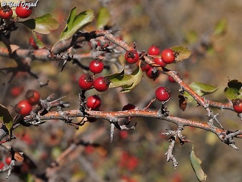 Crataegus &times; sinaica  Crataegus &times; sinaica