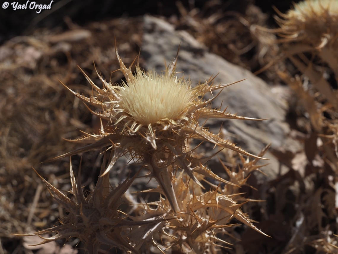 Carlina frigida  Carlina frigida,Fall,Geotagged