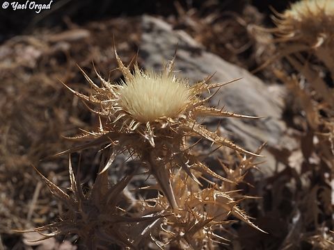 Carlina frigida  Carlina frigida,Fall,Geotagged