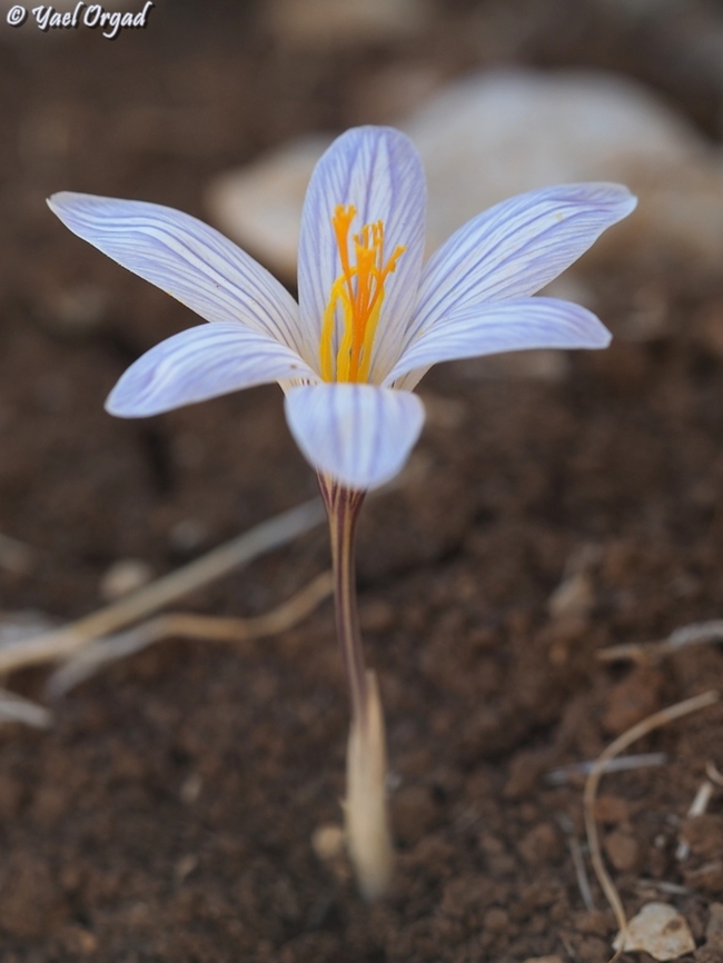 Crocus hermoneus  Crocus hermoneus,Fall,Geotagged,Israel,Mount Hermon