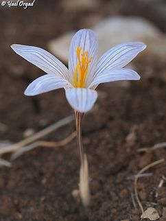 Crocus hermoneus  Crocus hermoneus,Fall,Geotagged,Israel,Mount Hermon