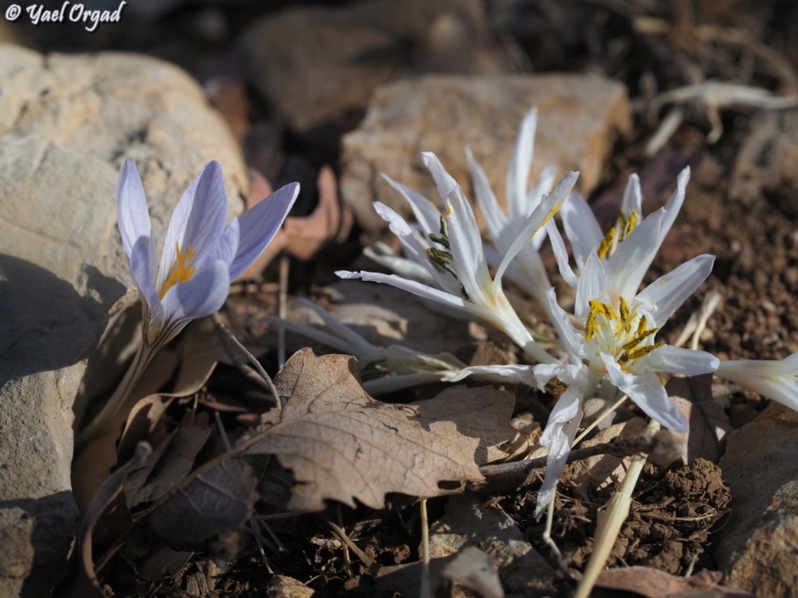 Convergent evolution on the left: Crocus hermoneus (Iridaceae family) <br />
on the right: Colchicum antilibanoticum (Colchicaceae family)<br />
both bloom in the autumn, without leaves (the leaves and fruit will come out after the rains), both small and look similar - and in this case, both grow side by side on mount Hermon.  Colchicum antilibanoticum,Crocus hermoneus,Fall,Geotagged,Israel,Mount Hermon,convergent evolution