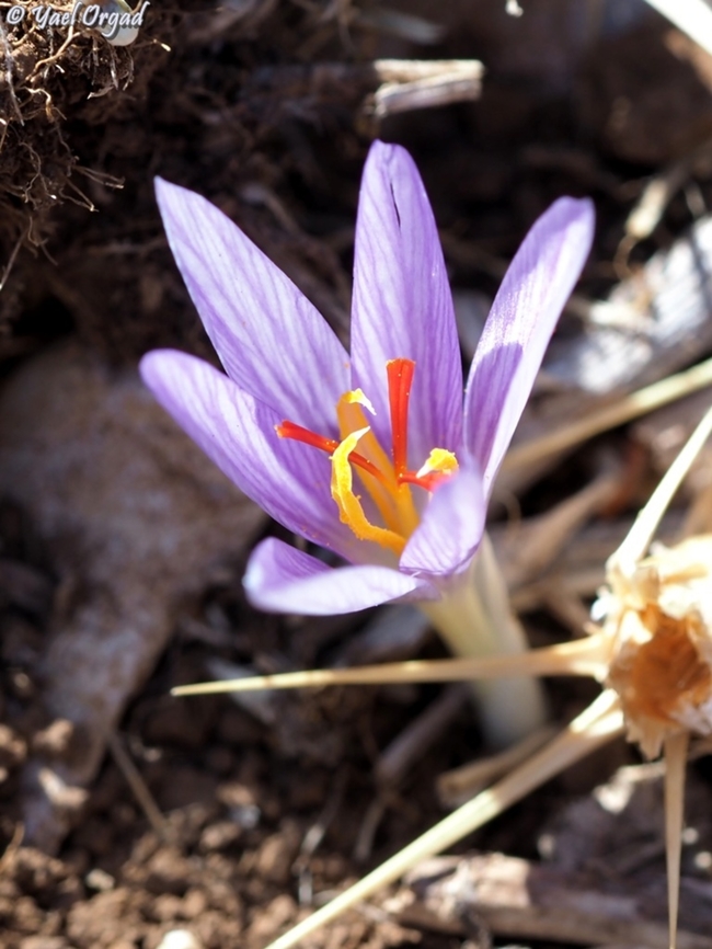 Crocus pallasii  Crocus pallasii,Fall,Geotagged