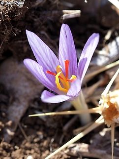 Crocus pallasii  Crocus pallasii,Fall,Geotagged