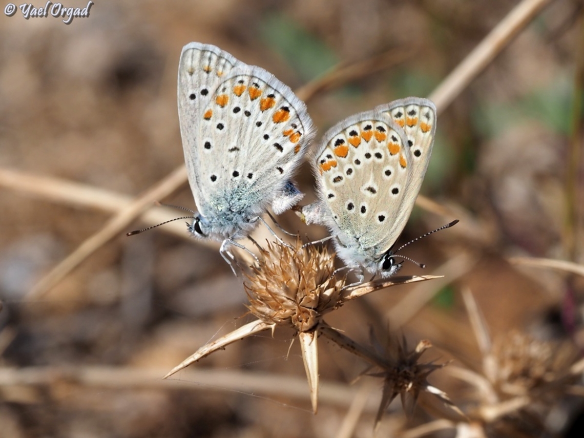 Polyommatus icarus  Common blue,Fall,Geotagged,Polyommatus icarus