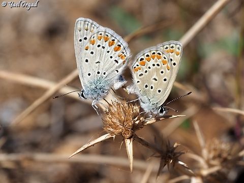 Polyommatus icarus  Common blue,Fall,Geotagged,Polyommatus icarus