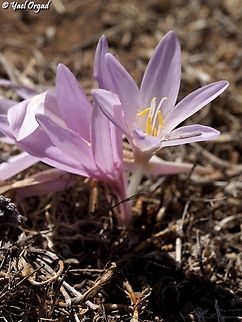 Colchicum hierosolymitanum  Colchicum hierosolymitanum,Fall,Geotagged