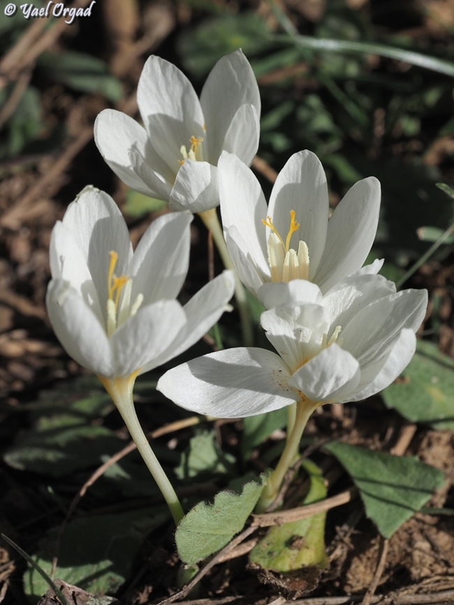 Crocus ochroleucus  Crocus ochroleucus,Fall,Geotagged