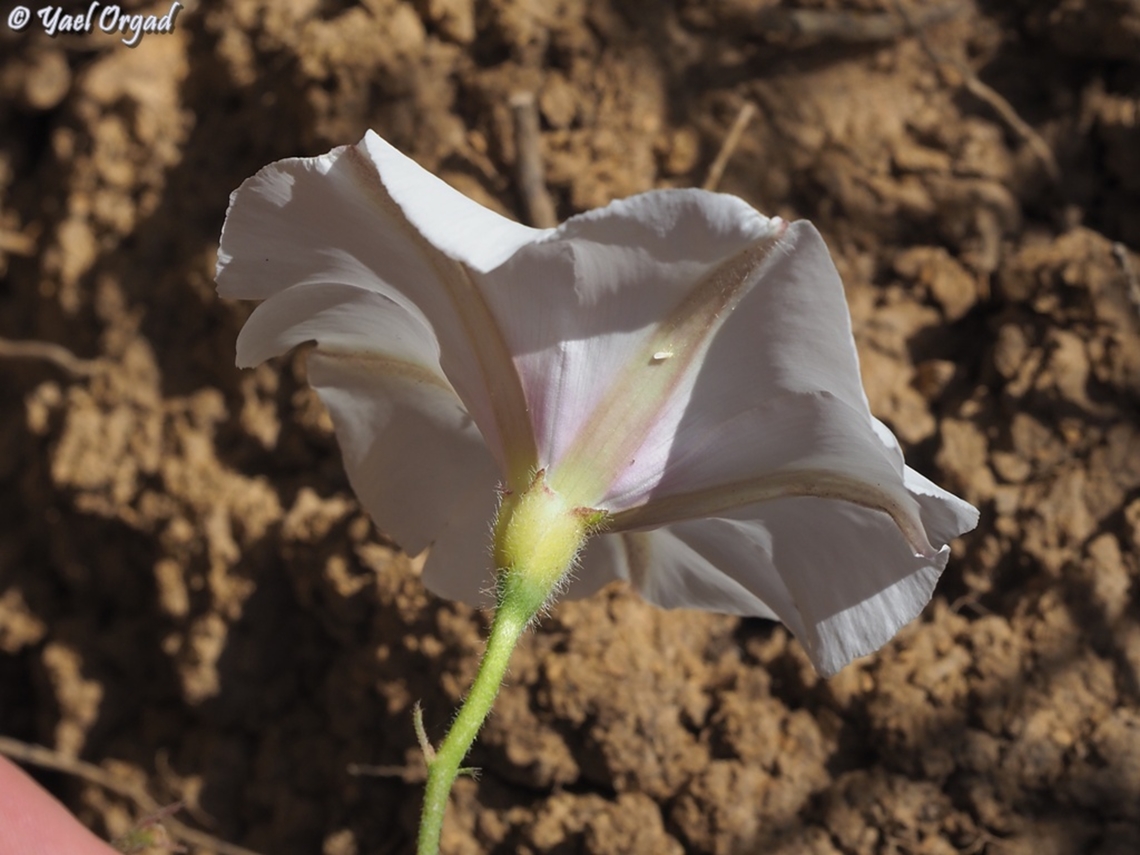 Convolvulus betonicifolius  Betony-leaved Bindweed,Convolvulus betonicifolius