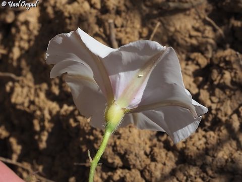 Convolvulus betonicifolius  Betony-leaved Bindweed,Convolvulus betonicifolius