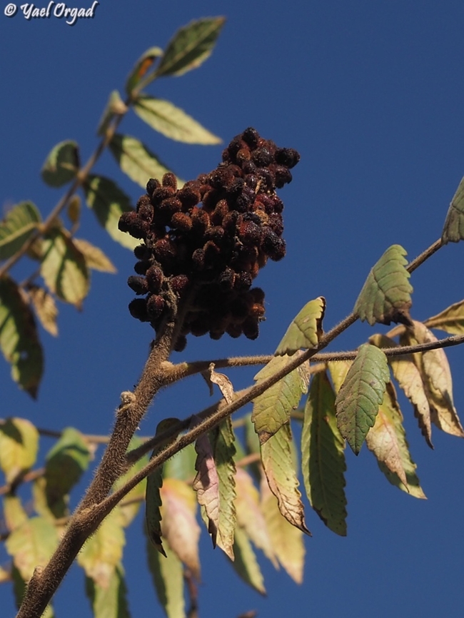 Rhus coriaria  Fall,Geotagged,Rhus coriaria,Tanner's Sumac