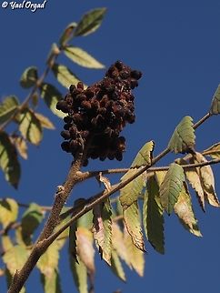 Rhus coriaria  Fall,Geotagged,Rhus coriaria,Tanner's Sumac