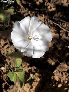 Convolvulus betonicifolius  Betony-leaved Bindweed,Convolvulus betonicifolius,Fall,Geotagged