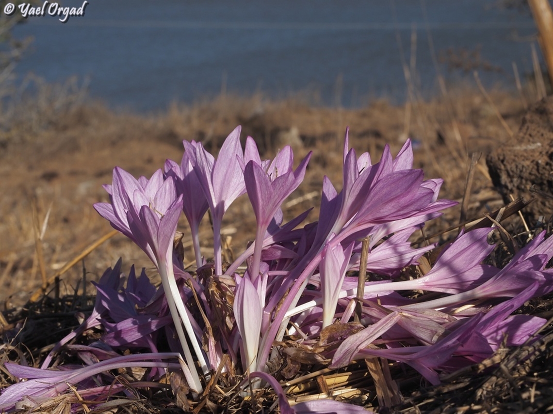 Colchicum feinbruniae I think Colchicum feinbruniae is my favorite Colchicum. so majestic and beautiful, and a good memorial for Prof. Naomi Feinbrun, who was one of the first female botanists in Israel, and was a renowned expert for the Colchicum genus.   Colchicum feinbruniae,Fall,Geotagged