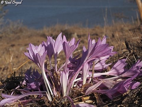Colchicum feinbruniae I think Colchicum feinbruniae is my favorite Colchicum. so majestic and beautiful, and a good memorial for Prof. Naomi Feinbrun, who was one of the first female botanists in Israel, and was a renowned expert for the Colchicum genus.   Colchicum feinbruniae,Fall,Geotagged