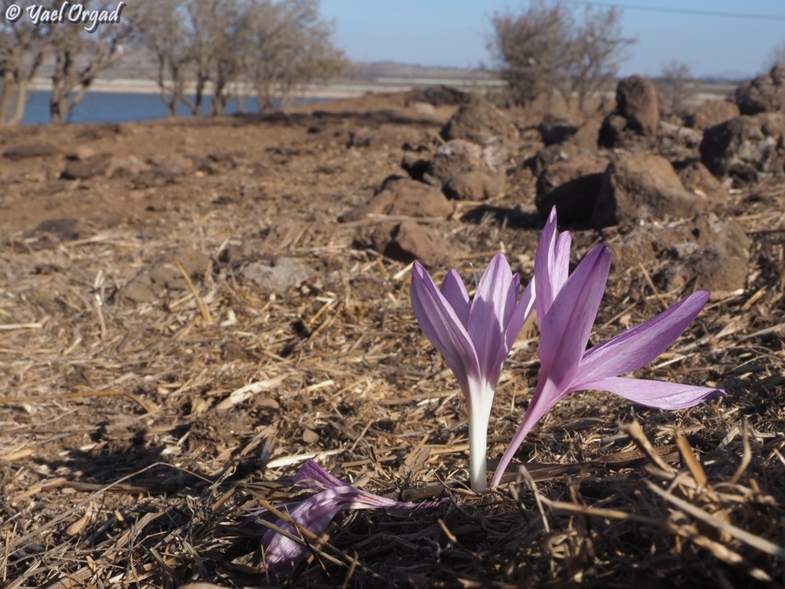Colchicum feinbruniae  Colchicum feinbruniae,Fall,Geotagged