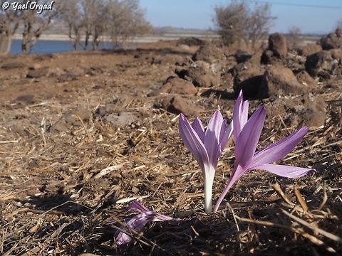 Colchicum feinbruniae  Colchicum feinbruniae,Fall,Geotagged