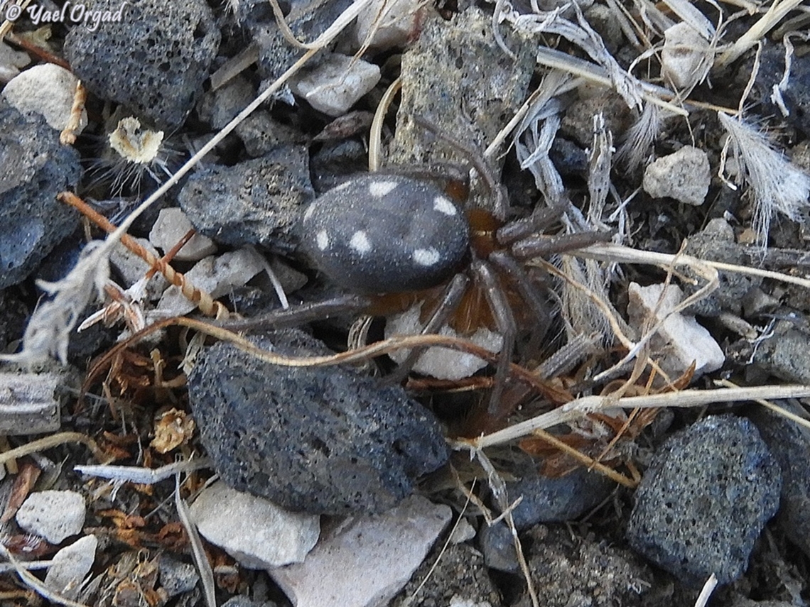 Uroctea septempunctata  Uroctea septempunctata