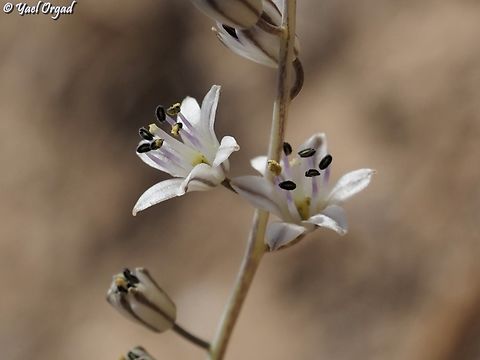 Prospero hanburyi var. loessicola  Fall,Geotagged,Israel,Prospero hanburyi
