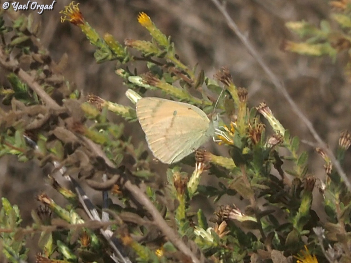 Colotis fausta  Colotis fausta,Fall,Geotagged,Israel,Large Salmon Arab